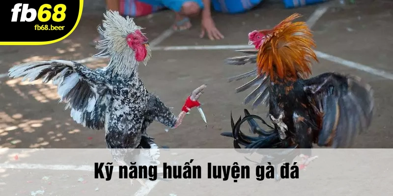 Kỹ năng huấn luyện gà đá